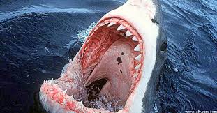سمكة قرش تقتل شابا روسيا في الغردقة في مصر وفيديو يرصد لحظة صيد القرش المفترس